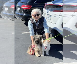 Ella and Shelby - Female Mutt Dog for Adoption - Photo #8