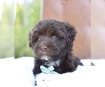 Small #6 Portuguese Water Dog