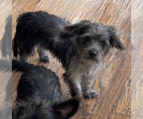 Medium Photo #1 Dachshund-Unknown Mix Puppy For Sale in Canton, CT, USA