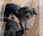 Small Dachshund Mix