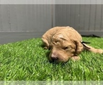 Small Photo #10 Aussiedoodle-Goldendoodle Mix Puppy For Sale in ETOWAH, TN, USA