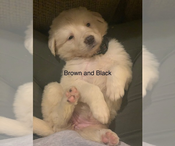 Medium Photo #11 Pyredoodle Puppy For Sale in MARION, IN, USA