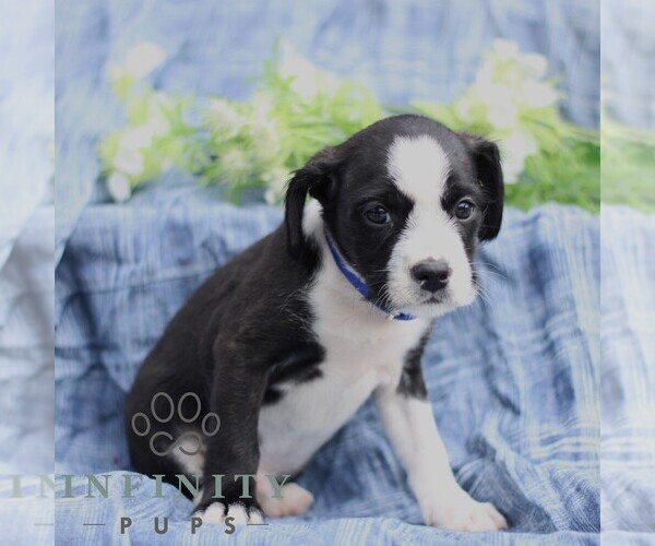 Medium Photo #1 Boston Terrier-Cock-A-Poo Mix Puppy For Sale in PORT ROYAL, PA, USA