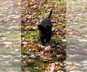 German Shepherd Dog Puppy for sale in VOLANT, PA, USA