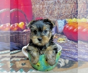 Yorkshire Terrier Puppy for sale in CASSVILLE, MO, USA