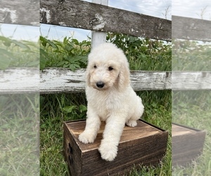 Goldendoodle Puppy for sale in CONCEPTION JUNCTION, MO, USA