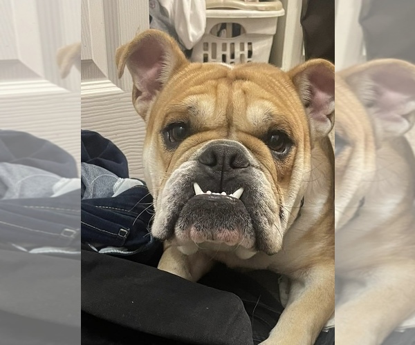 Medium Photo #1 English Bulldog Puppy For Sale in BROKEN ARROW, OK, USA