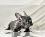 Small Photo #6 French Bulldog Puppy For Sale in STATEN ISLAND, NY, USA