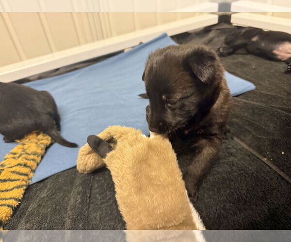 Medium Photo #3 Mutt Puppy For Sale in Imlay City, MI, USA