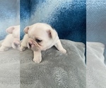 Small Photo #16 French Bulldog Puppy For Sale in POMPANO BEACH, FL, USA