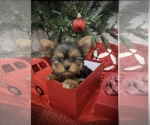 Yorkshire Terrier Puppy for sale in PEEBLES, OH, USA