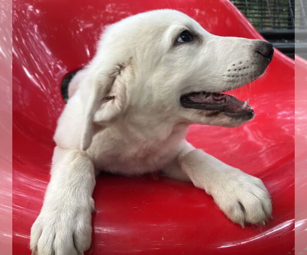 Medium Photo #2 Great Pyrenees Puppy For Sale in Spring, TX, USA