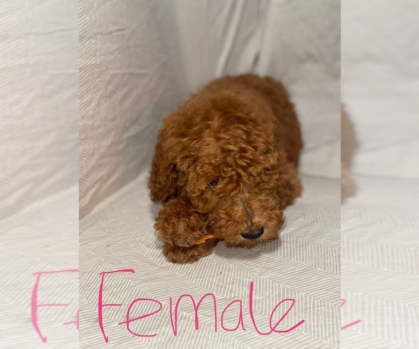 Medium Photo #1 Goldendoodle Puppy For Sale in LOS ANGELES, CA, USA