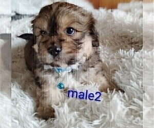 Maltese-Silky Cocker Mix Puppy for sale in WOBURN, MA, USA