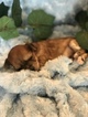 Small Photo #28 Yorkshire Terrier Puppy For Sale in KYLE, TX, USA