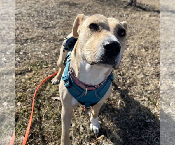 Medium Photo #38 American Pit Bull Terrier-Unknown Mix Puppy For Sale in Fargo, ND, USA
