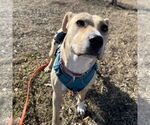 Small #37 American Pit Bull Terrier Mix
