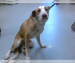 American Foxhound-Unknown Mix Dogs for adoption in Fayetteville, NC, USA