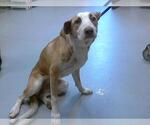 Small American Foxhound Mix