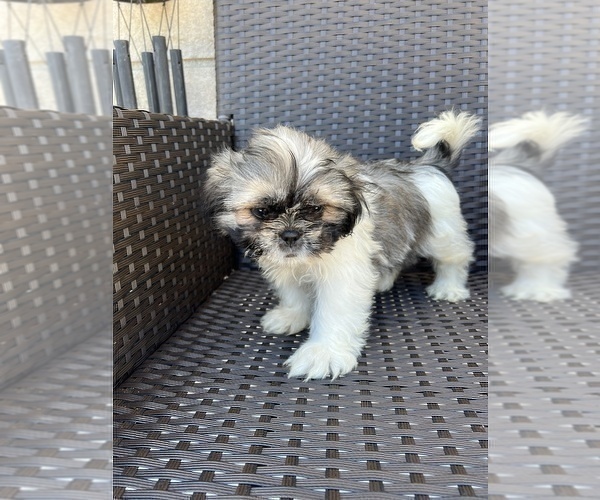 Medium Photo #2 Shih Tzu Puppy For Sale in BEECH GROVE, IN, USA