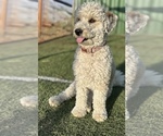 Small Photo #1 Bernedoodle (Miniature) Puppy For Sale in LONGMONT, CO, USA