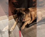 Small #10 German Shepherd Dog