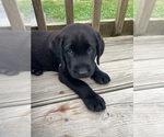 Small #2 Labrador Retriever