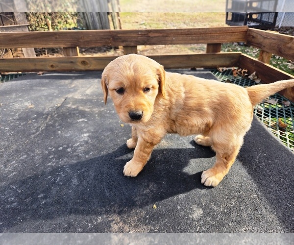 Medium Photo #4 Golden Retriever Puppy For Sale in LEON, KS, USA