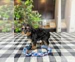 Small Photo #2 Cavapoo Puppy For Sale in GREENWOOD, IN, USA