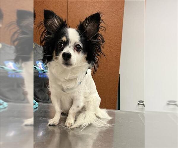 Medium Photo #2 Chion Puppy For Sale in Rancho Cucamonga, CA, USA