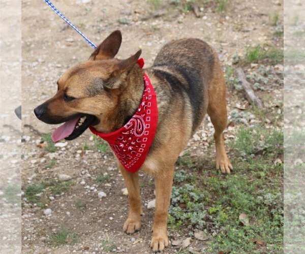 Medium Photo #1 Mutt Puppy For Sale in Bandera, TX, USA