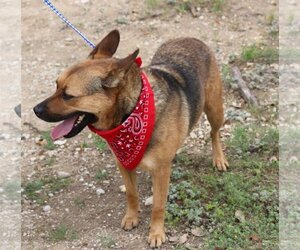 Mutt Dogs for adoption in Bandera, TX, USA