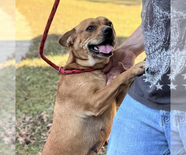 Medium Photo #2 Mutt Puppy For Sale in Yardley, PA, USA