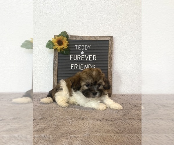 Medium Photo #4 Zuchon Puppy For Sale in BLOOMFIELD, IN, USA