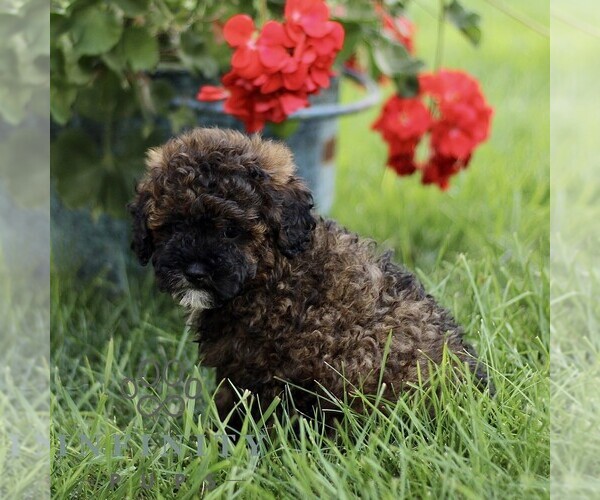 Medium Photo #3 Poodle (Miniature) Puppy For Sale in GORDONVILLE, PA, USA