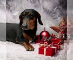 Small Photo #1 Dachshund Puppy For Sale in Sioux Falls, SD, USA