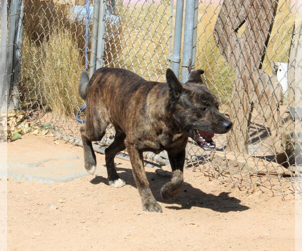 Medium Photo #13 Dutch Shepherd -Unknown Mix Puppy For Sale in Apple Valley, CA, USA
