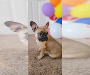 French Bulldog Puppy for sale in TAMPA, FL, USA