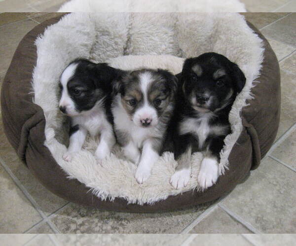 Medium Photo #1 Austi-Pap Puppy For Sale in NEWARK, DE, USA