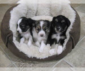 Austi-Pap Puppy for sale in NEWARK, DE, USA