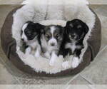 Small Photo #1 Austi-Pap Puppy For Sale in NEWARK, DE, USA