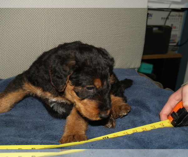 Medium Photo #5 Airedale Terrier Puppy For Sale in CHARLESTOWN, IN, USA
