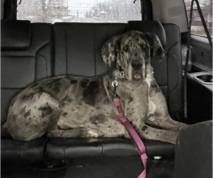 Mother of the Great Dane puppies born on 05/28/2025