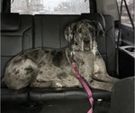 Small Photo #1 Great Dane Puppy For Sale in RANSOMVILLE, NY, USA