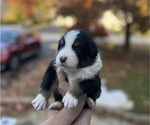 Puppy Snickers Australian Shepherd