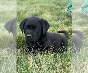 Labrador Retriever Dog for Adoption in FREDERICKSBG, Ohio USA