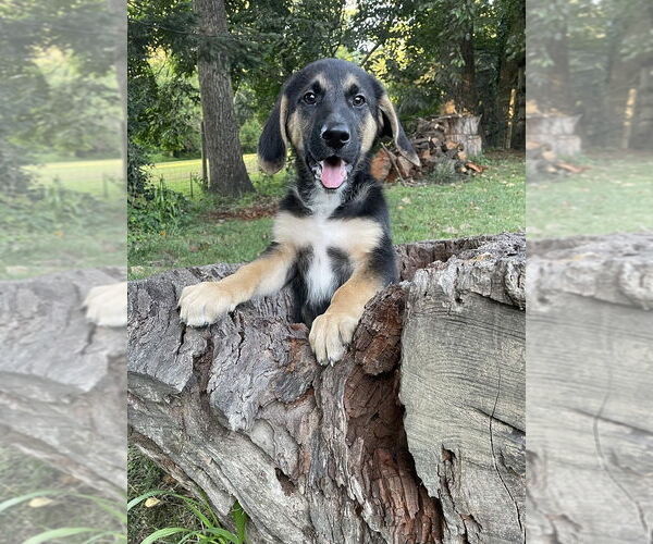 Medium Photo #1 German Shepherd Dog-Unknown Mix Puppy For Sale in Mt. Airy, MD, USA