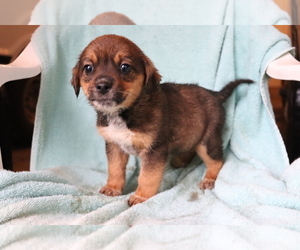 Beagle-Norwegian Elkhound Mix Puppy for sale in SHILOH, OH, USA