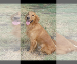 Small Photo #1 Golden Retriever Puppy For Sale in VALLEY CENTER, KS, USA