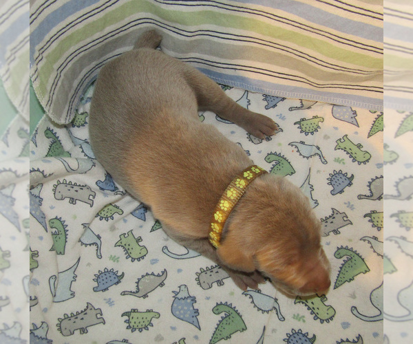 Medium Photo #3 Weimaraner Puppy For Sale in LAS ANIMAS, CO, USA